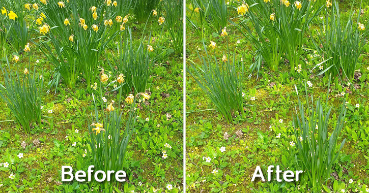 Dead Head Daffodils gardening tips